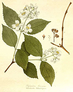 Philadelphus coronarium